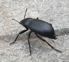 Attēlu rezultāti vaicājumam “Blaps mortisaga”