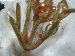 Attēlu rezultāti vaicājumam “Chara tomentosa”