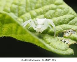 Attēlu rezultāti vaicājumam “Misumena vatia”
