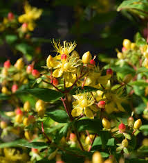 Attēlu rezultāti vaicājumam “Hypericum perforatum fruit”
