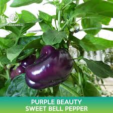 Afbeeldingsresultaat voor purple beauty sweet pepper
