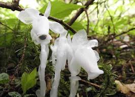 Image result for ギンリョウソウ