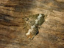 Attēlu rezultāti vaicājumam “Perizoma affinitata”