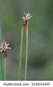 Attēlu rezultāti vaicājumam “Eleocharis uniglumis leaf”