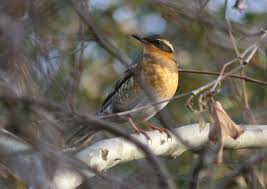 Image result for Ixoreus naevius