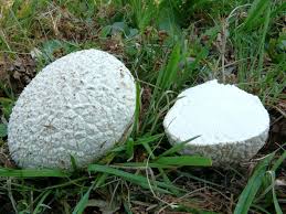 Attēlu rezultāti vaicājumam “Calvatia utriformis”