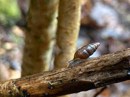 Attēlu rezultāti vaicājumam “Ena montana”