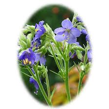 Attēlu rezultāti vaicājumam “Polemonium caeruleum fruit”