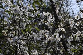 Attēlu rezultāti vaicājumam “Prunus cerasifera var. divaricata flower”