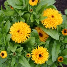 Attēlu rezultāti vaicājumam “Calendula officinalis flower”