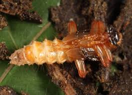 Attēlu rezultāti vaicājumam “Pyrochroidae larva”