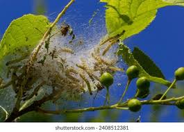Attēlu rezultāti vaicājumam “Yponomeuta evonymella larva”