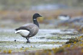 Attēlu rezultāti vaicājumam “Branta bernicla”