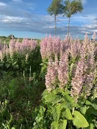 Image result for Salvia sclarea