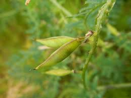 Attēlu rezultāti vaicājumam “Vicia cracca bud”