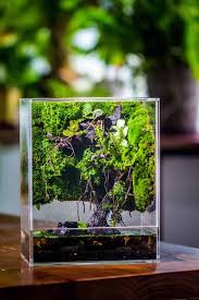 Attēlu rezultāti vaicājumam “Leptodictyum riparium”