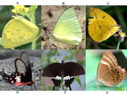 Attēlu rezultāti vaicājumam “Pieridae”
