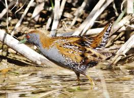 Image result for Porzana pusilla