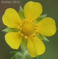 Attēlu rezultāti vaicājumam “Potentilla argentea flower”