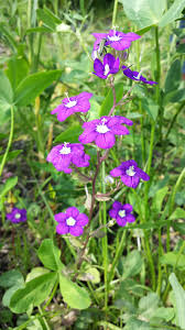 Image result for Legousia speculum-veneris