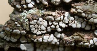 Attēlu rezultāti vaicājumam “Xylobolus frustulatus”