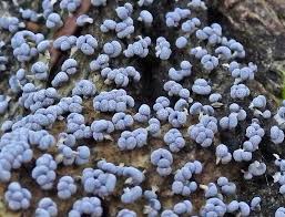 Attēlu rezultāti vaicājumam “Badhamiopsis macrospora sessile”