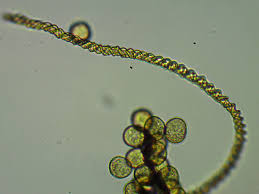 Attēlu rezultāti vaicājumam “Hemitrichia leiotricha macro”