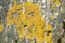 Attēlu rezultāti vaicājumam “Xanthoria polycarpa”