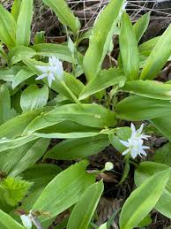 Attēlu rezultāti vaicājumam “Allium ursinum flower”