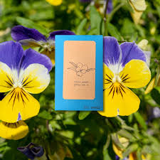 Attēlu rezultāti vaicājumam “Viola uliginosa bud”