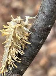 Attēlu rezultāti vaicājumam “Akanthomyces aculeatus”