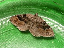 Attēlu rezultāti vaicājumam “Xanthorhoe quadrifasiata”