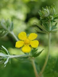Image result for Potentilla argentea