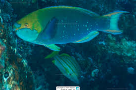 Image result for Scarus trispinosus