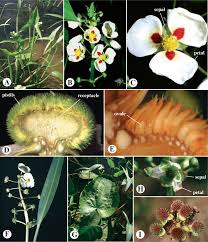 Attēlu rezultāti vaicājumam “Alismataceae”