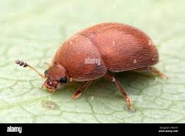 Attēlu rezultāti vaicājumam “Cychramus variegatus”