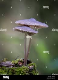Attēlu rezultāti vaicājumam “Mycena amicta”