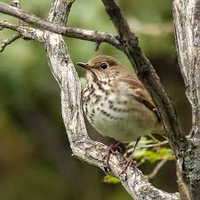 Image result for Catharus guttatus