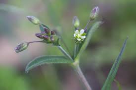 Attēlu rezultāti vaicājumam “Cerastium holosteoides leaf”