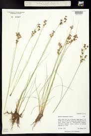 Attēlu rezultāti vaicājumam “Juncus compressus”