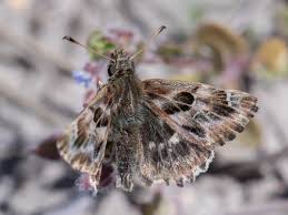 Attēlu rezultāti vaicājumam “Carcharodus floccifera upperside”