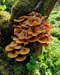 Attēlu rezultāti vaicājumam “Armillaria sp.”
