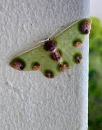 Attēlu rezultāti vaicājumam “Zanclognatha tarsipennalis”