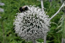 Attēlu rezultāti vaicājumam “Echinops sphaerocephalus leaf”