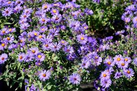 Image result for Aster