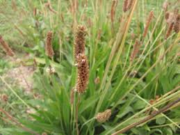 Attēlu rezultāti vaicājumam “Plantago lanceolata”