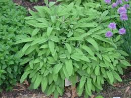 Image result for Salvia officinalis