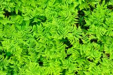 Attēlu rezultāti vaicājumam “Gymnocarpium robertianum”