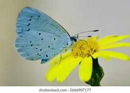 Attēlu rezultāti vaicājumam “Celastrina argiolus underside”