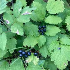 Attēlu rezultāti vaicājumam “Actaea spicata fruit”